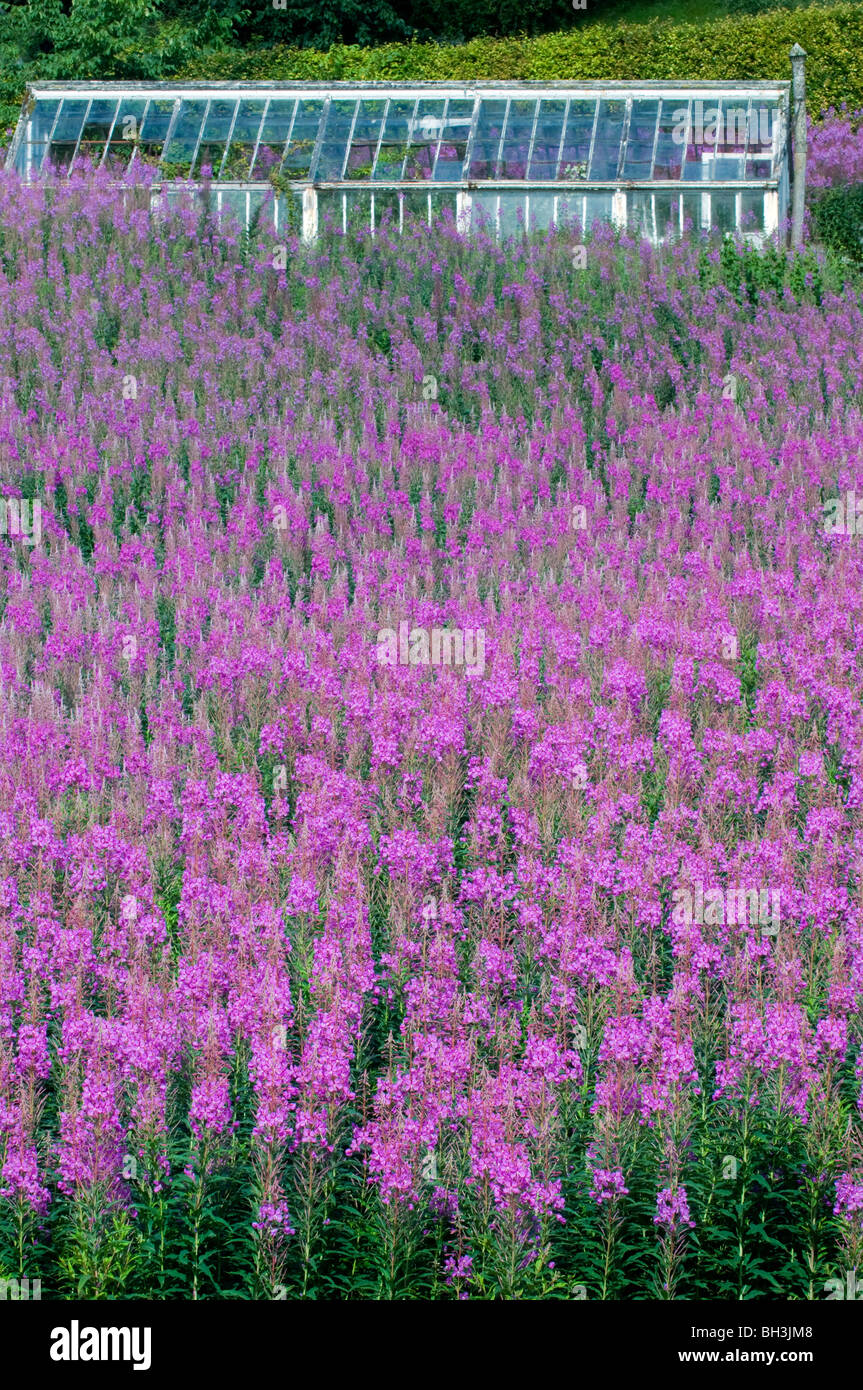 Une foule d'rosebay willowherb,epilobium angustifolium près de Grantown on Spey,parc national de Cairngorms, highlands, Ecosse Banque D'Images