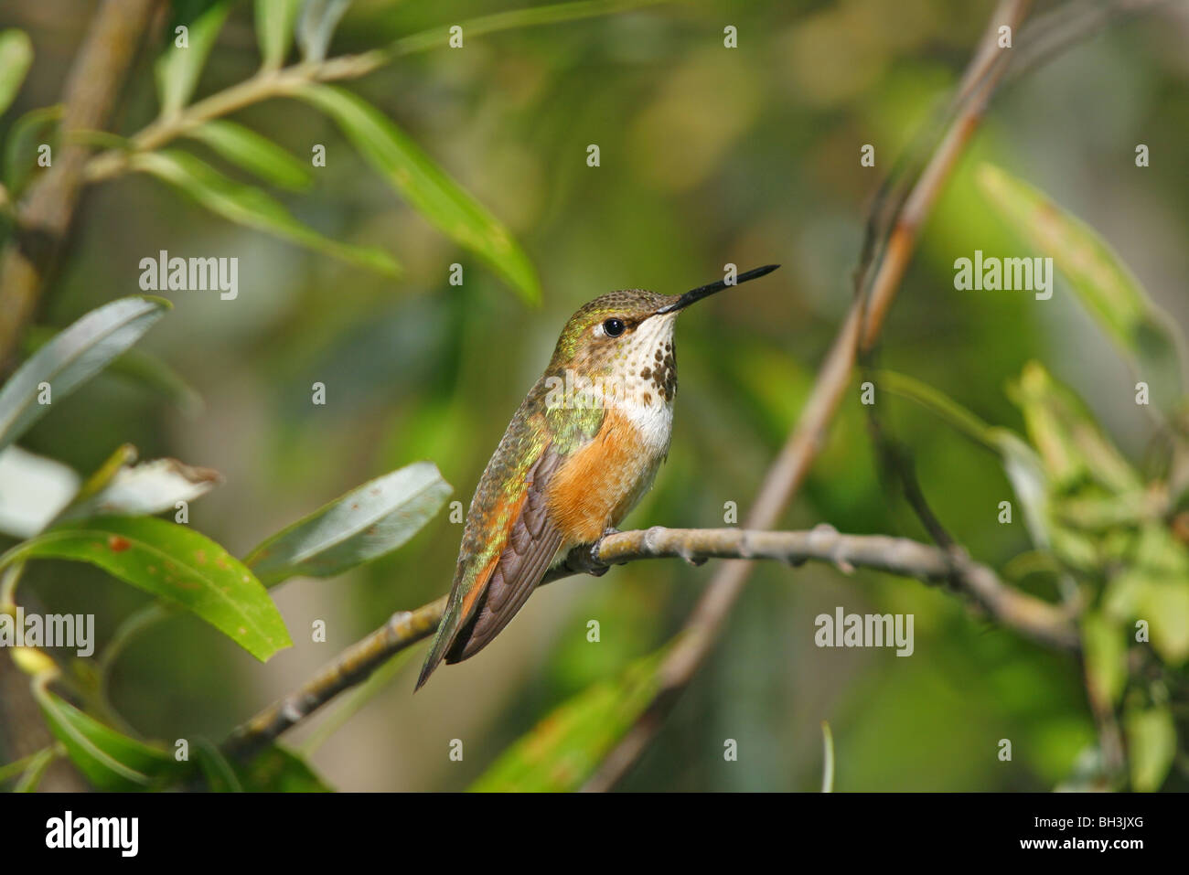 Colibri Roux Colibri roux Banque de photographies et d’images à haute résolution - Alamy