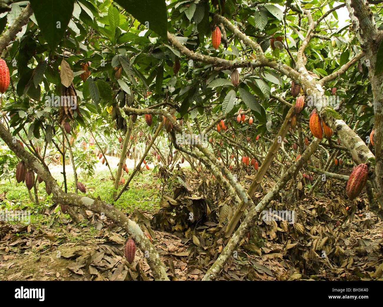 L'Équateur. La province de Guayas. Ranch rural. Culture du cacao. Écrou de cacao dans l'arbre. Banque D'Images