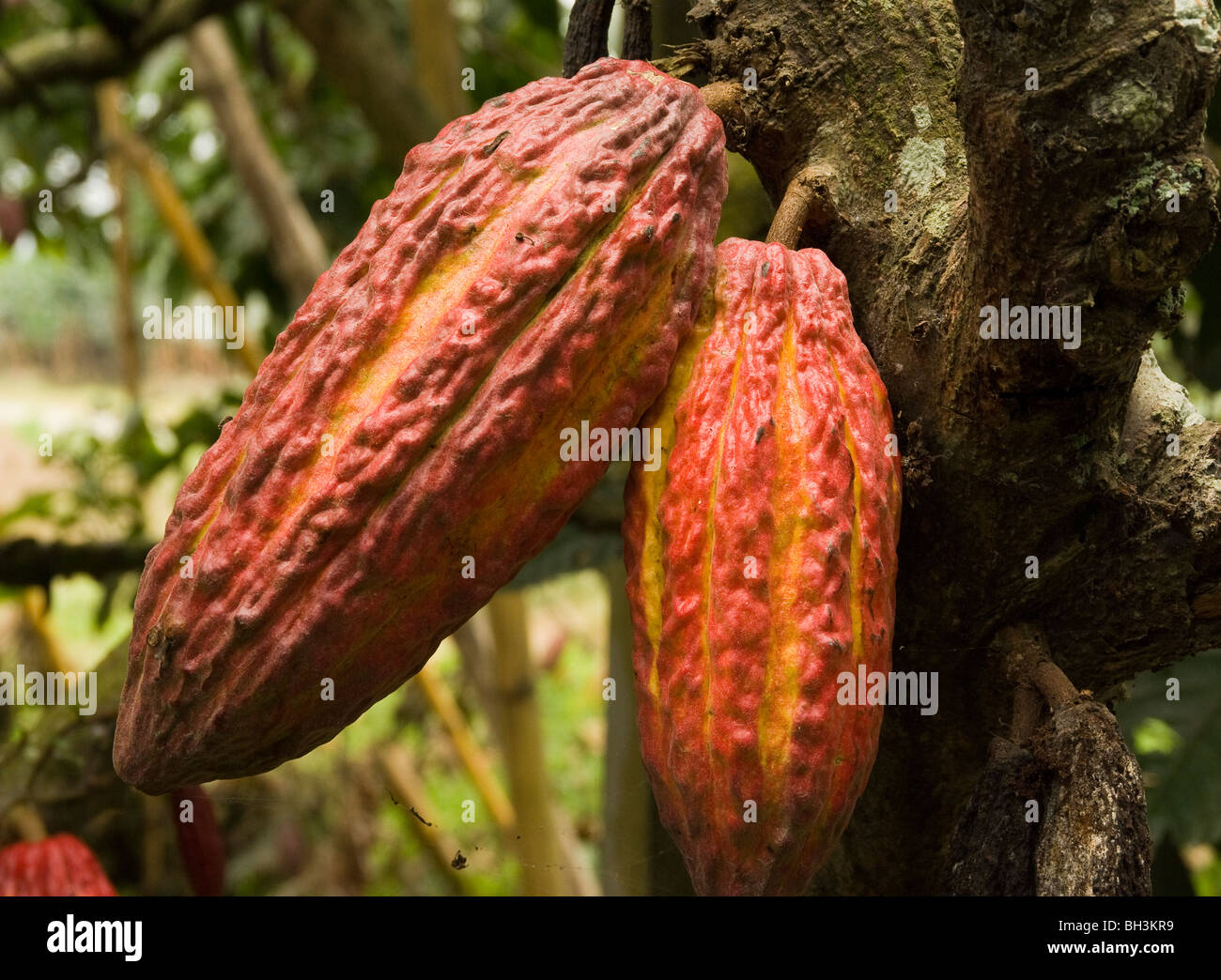 L'Équateur. La province de Guayas. Ranch rural. Culture du cacao. Écrou de cacao dans l'arbre. Banque D'Images