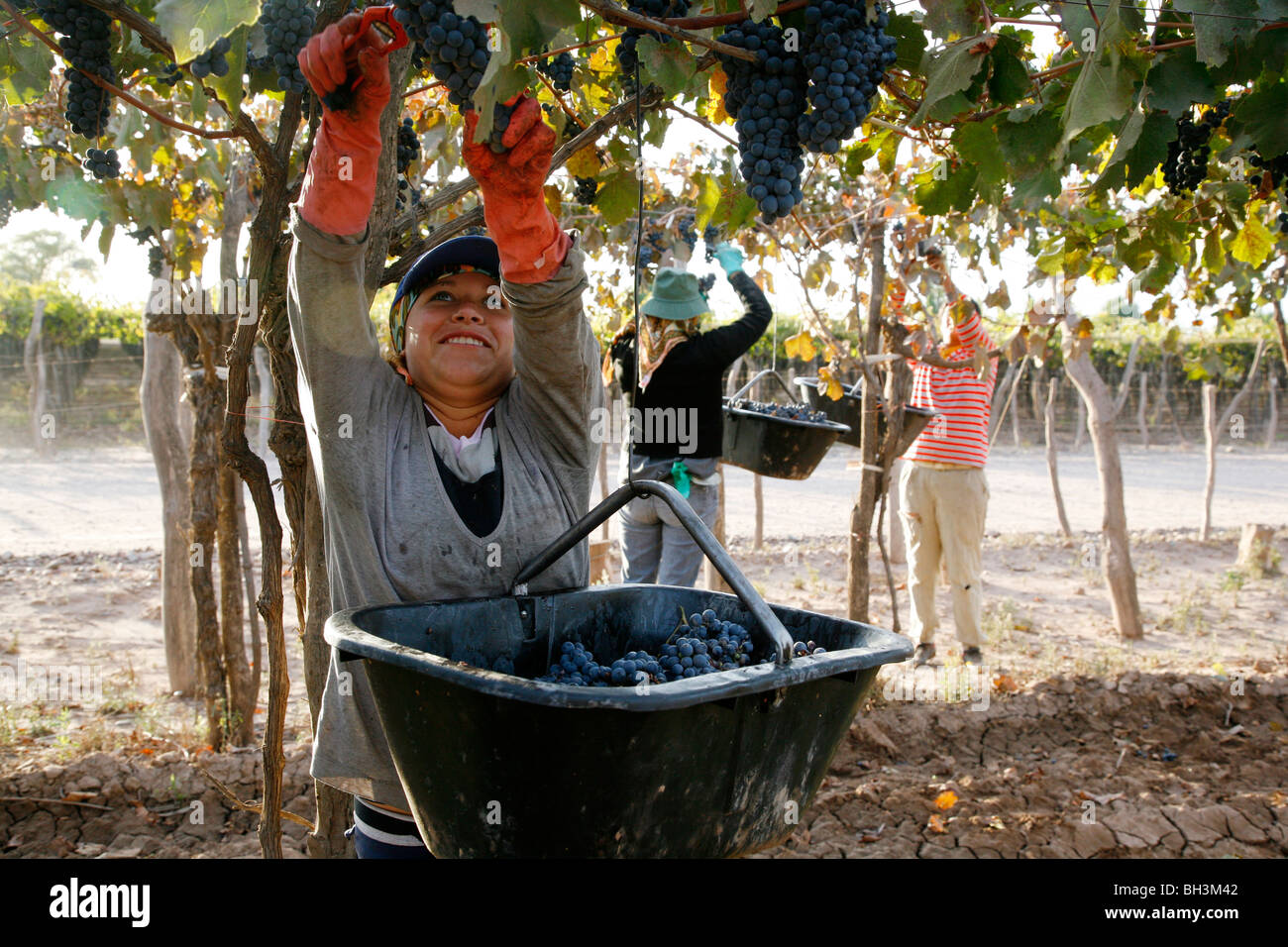Woman harvesting grapes dans un vignoble dans la région de lujan de Cuyo, Mendoza, Argentine. Banque D'Images