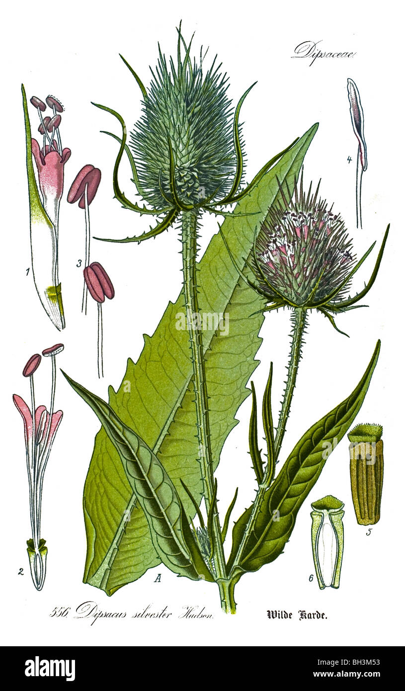 Cardère sauvage, cardère Fullers, plante, plantes Banque D'Images