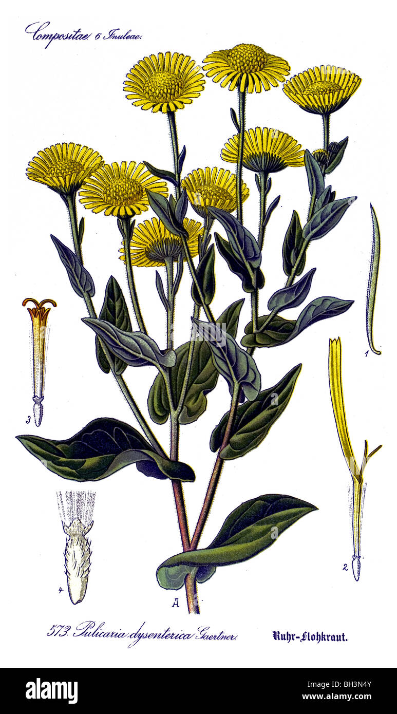 Fleabane, plante, plantes Banque D'Images