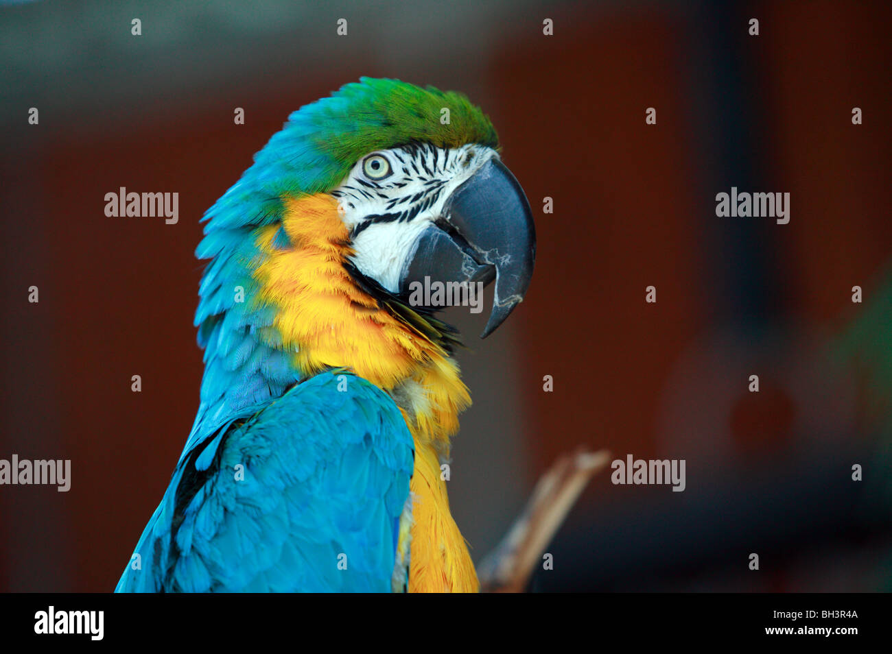 Close-up image of a Blue and Gold Macaw au Cougar Mountain Parc Zoologique, Issaquah, Washington, USA Banque D'Images