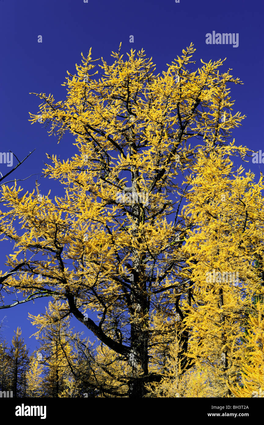 Le mélèze de l'Ouest (Larix occidentalis) dans la couleur en automne, le parc national Yoho, Colombie-Britannique, Canada Banque D'Images