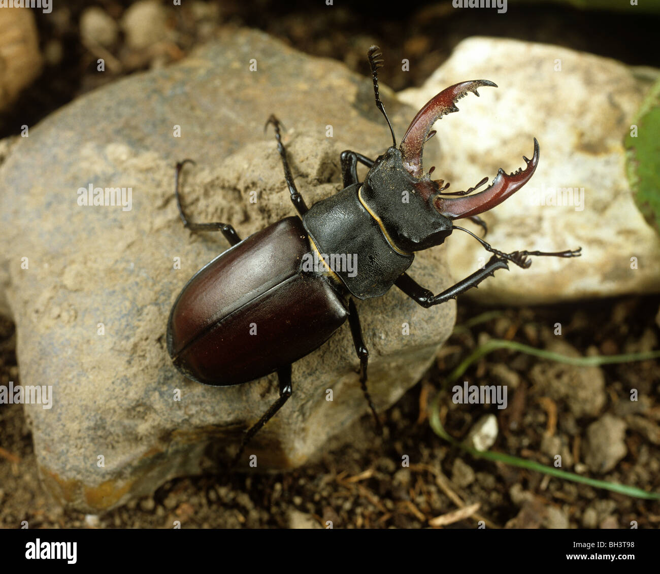 Stag beetle mâle (Lucanus cervus) dans la litière avec de grandes mandibules Banque D'Images