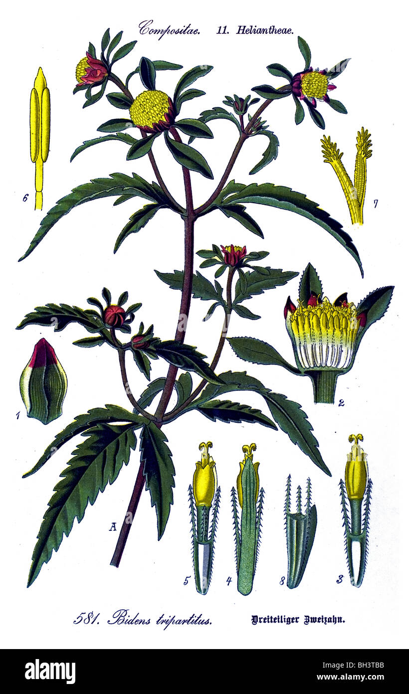 Lobe Beggarticks, trois-Trois-partie Beggarticks, à bractées foliacées, Bident, Bur-trifide marigold, plante, plantes Banque D'Images
