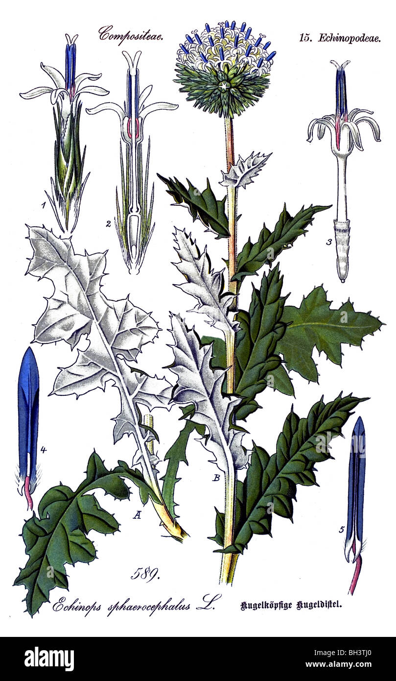 Grand globe thistle, plante, plantes Banque D'Images