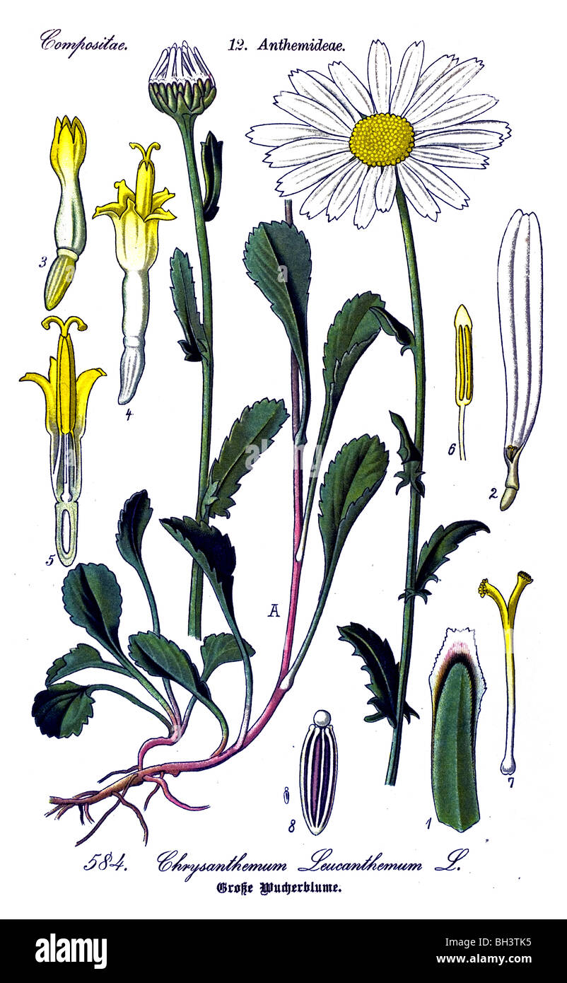 Marguerite, oxeye daisy, Daisy, daisy lune chien plante, plantes Banque D'Images