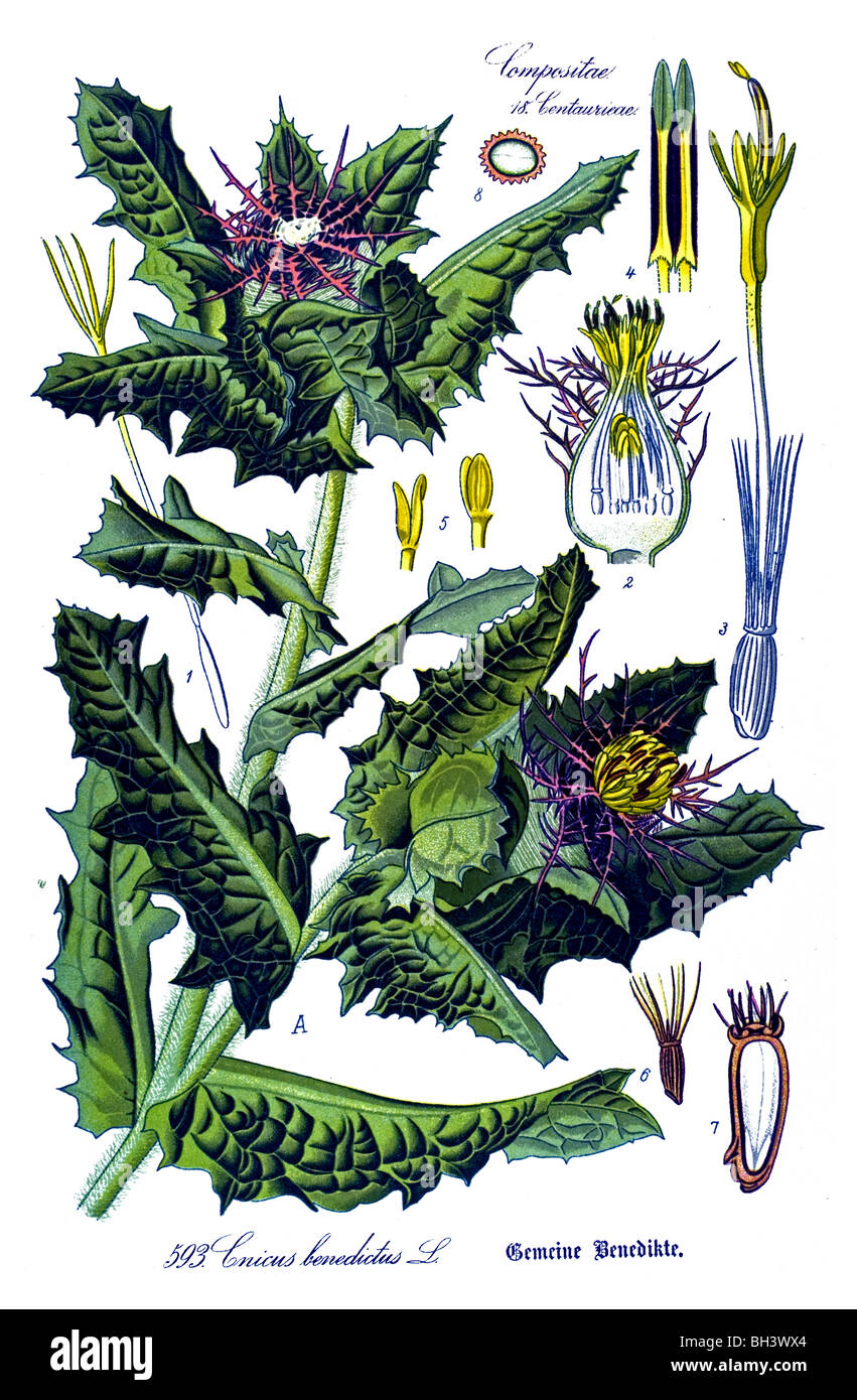 Le Chardon béni, Sainte Thistle, repéré le chardon, plante, plantes Banque D'Images