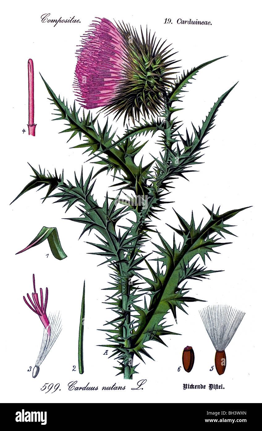 Le musc chardon, chardon penché, plante, plantes Banque D'Images