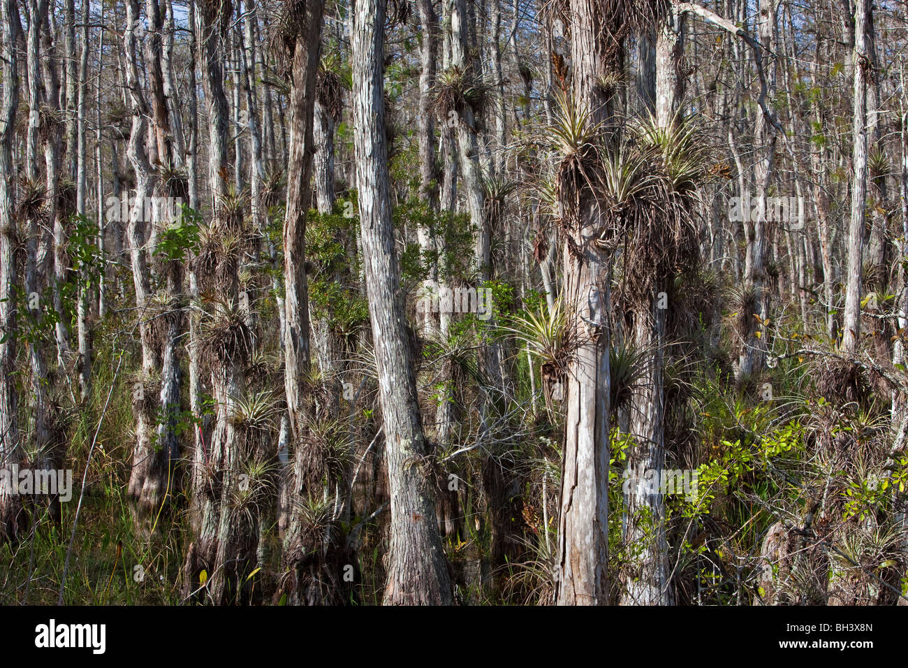 Les épiphytes poussant sur le cyprès chauve, Big Cypress National Preserve Florida Banque D'Images