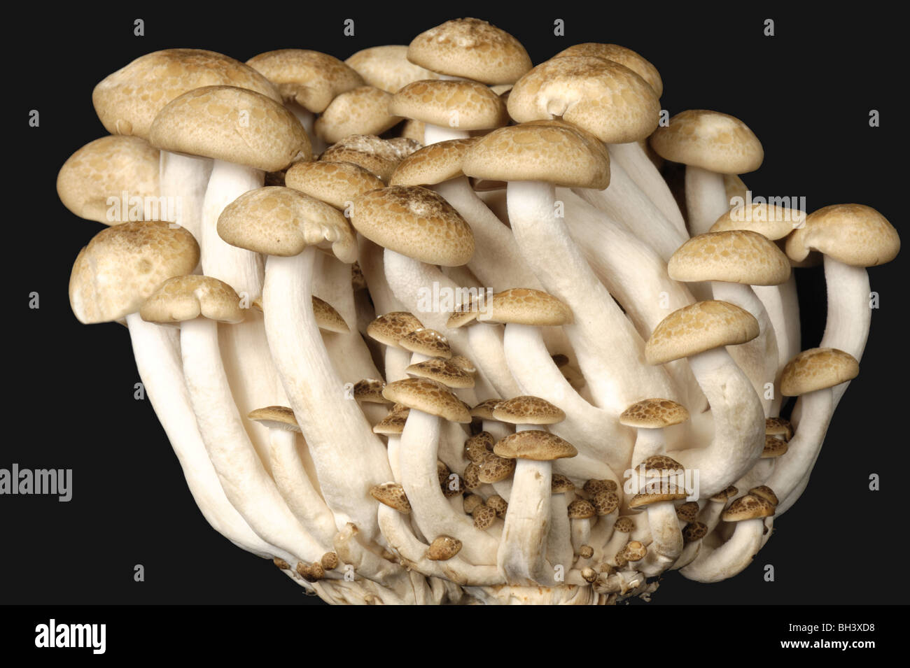 Buna ou champignons shimeji hêtre Brun (Hypsizygus tessellatus) champignon comestible Banque D'Images