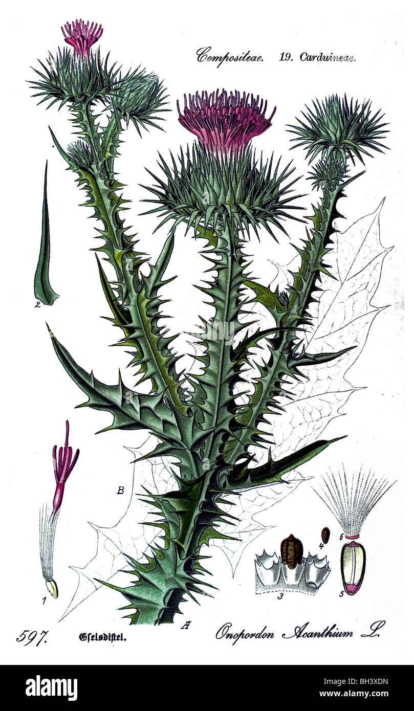 Chardon, coton, plantes plantes Banque D'Images