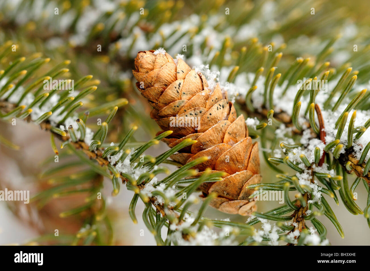 L'épinette blanche (Picea glauca) de la neige légère sur cône pour l'arbre, le Grand Sudbury, Ontario, Canada Banque D'Images