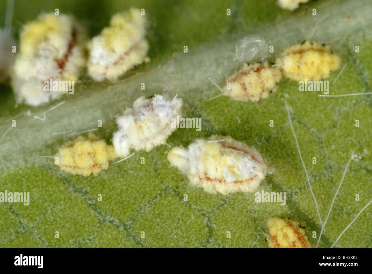 Coussin cotonneuse (Icerya purchasi échelle) nymphes sur une feuille Banque D'Images