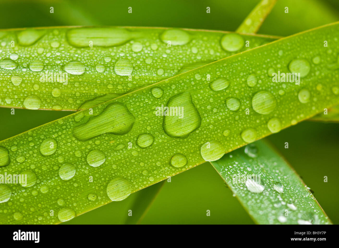 Gouttes de pluie sur des brins d'herbe, le Grand Sudbury, Ontario, Canada Banque D'Images