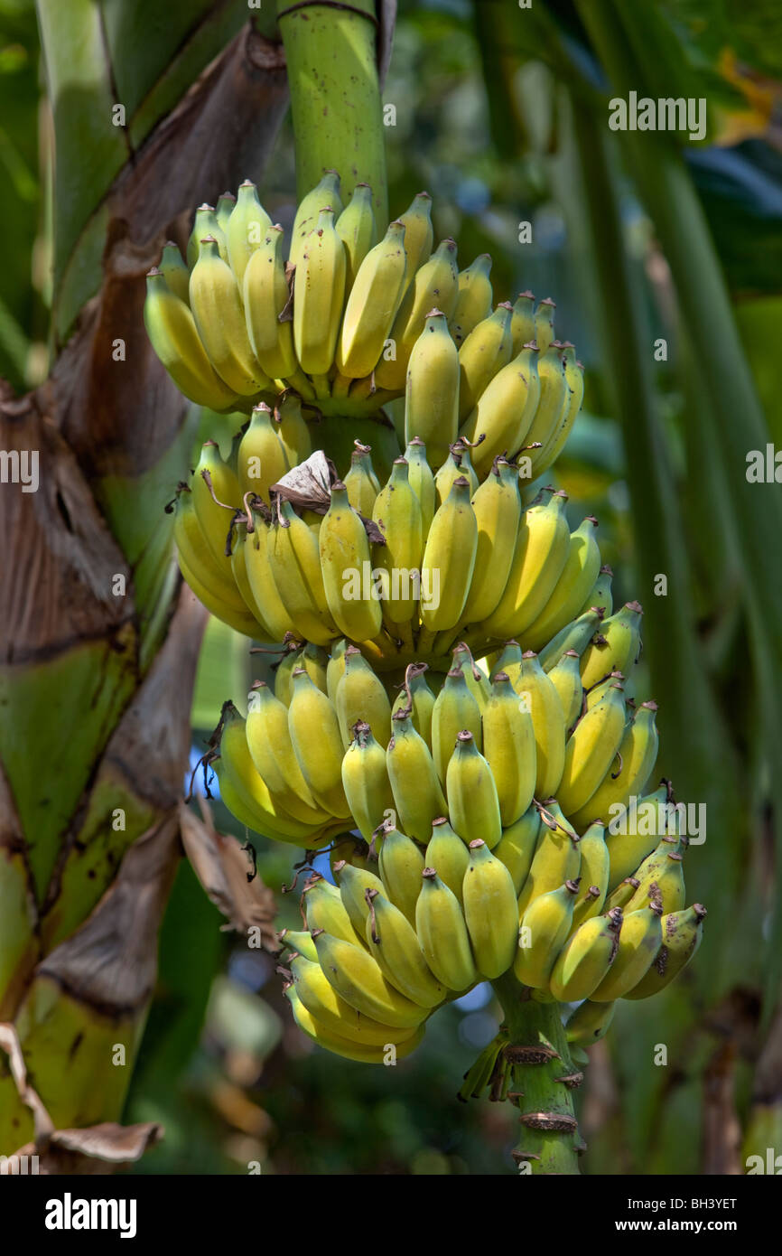 La banane est le nom commun pour les plantes herbacées du genre Musa et pour les fruits qu'ils produisent. Banque D'Images