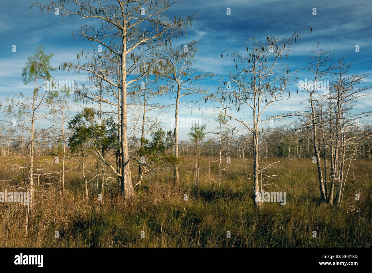 Big Cypress National Preserve, en Floride Banque D'Images