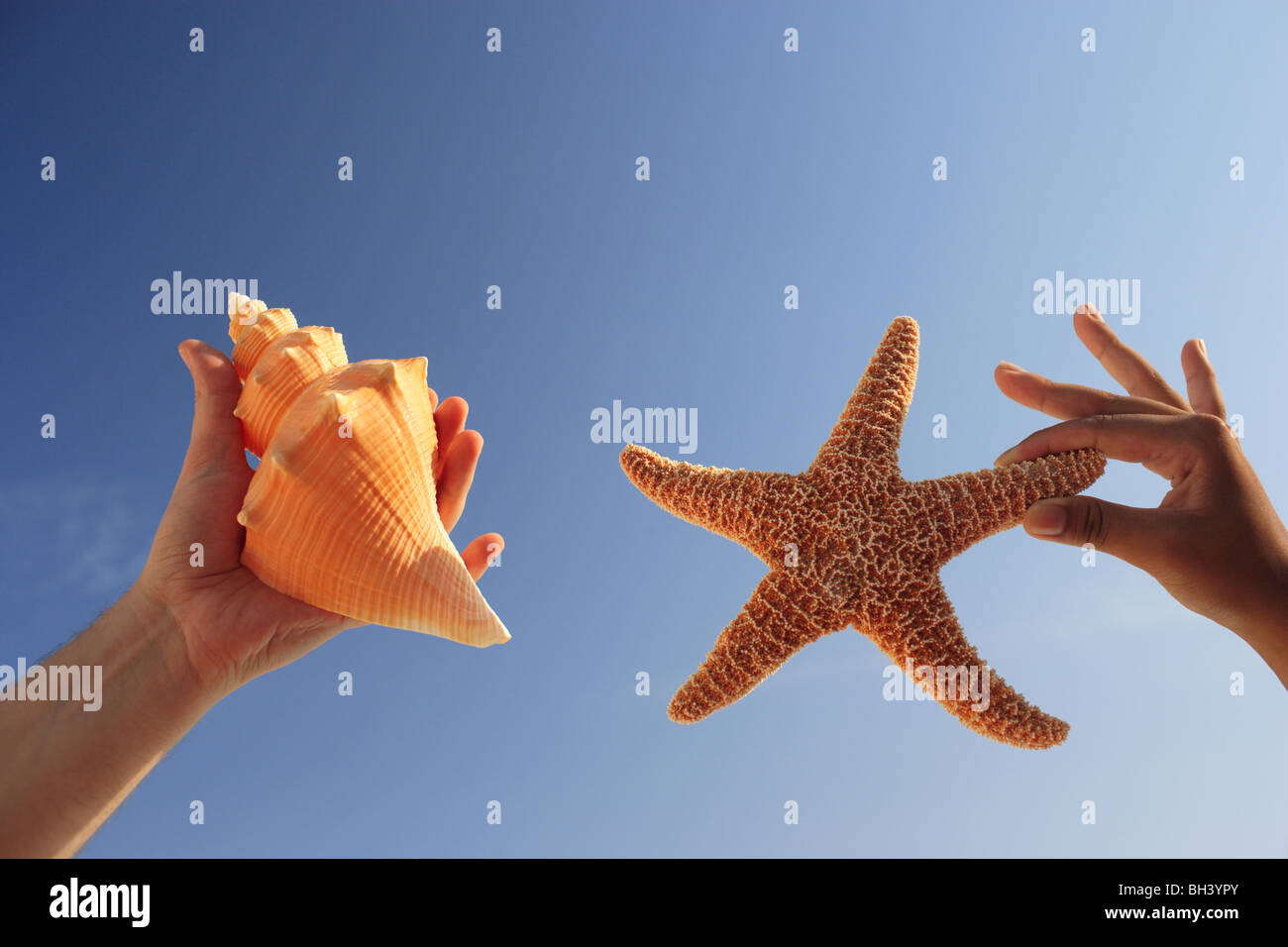 Un homme et la femme une main tenant une étoile de mer et un coquillage contre un ciel d'été sans nuages, Bleu Banque D'Images