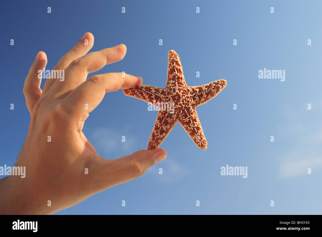 Close up de la main d'un homme tenant une petite étoile de mer dans l'air contre un ciel bleu Banque D'Images