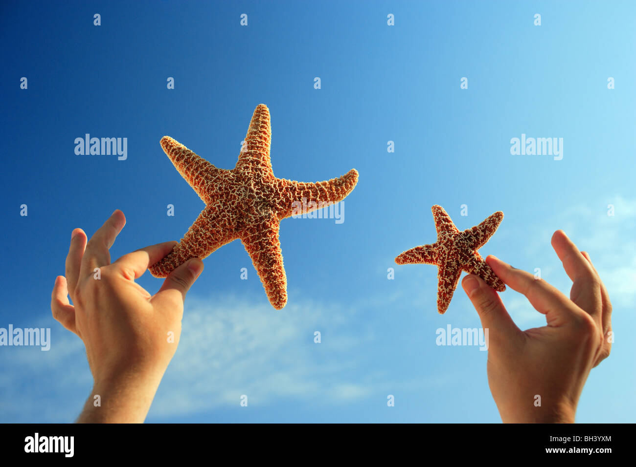 A man's hands holding une petite et une grande étoile de mer dans l'air contre un ciel d'été bleu Banque D'Images