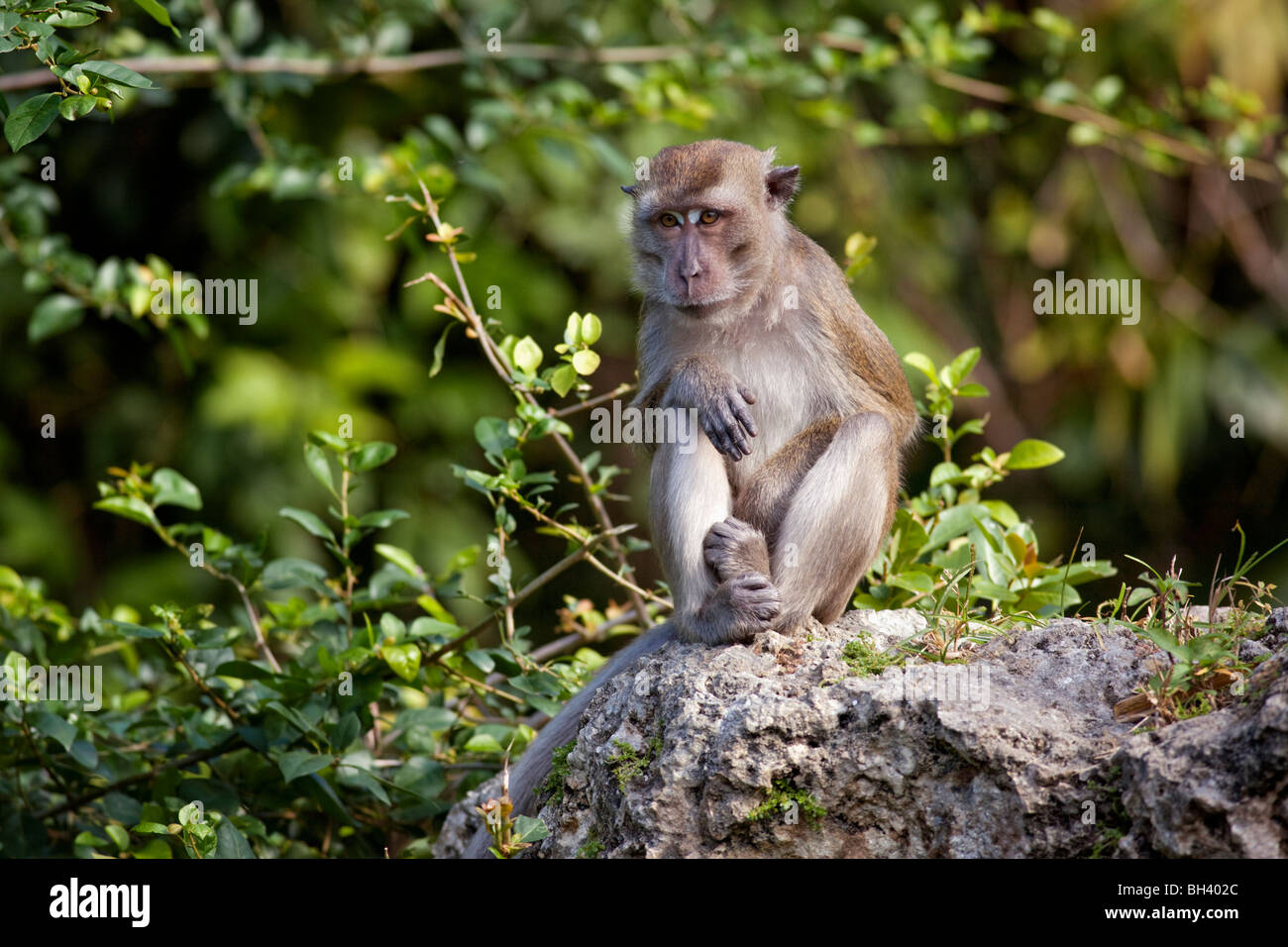 Le Crabe-eating Macaque (Macaca fascicularis) Banque D'Images