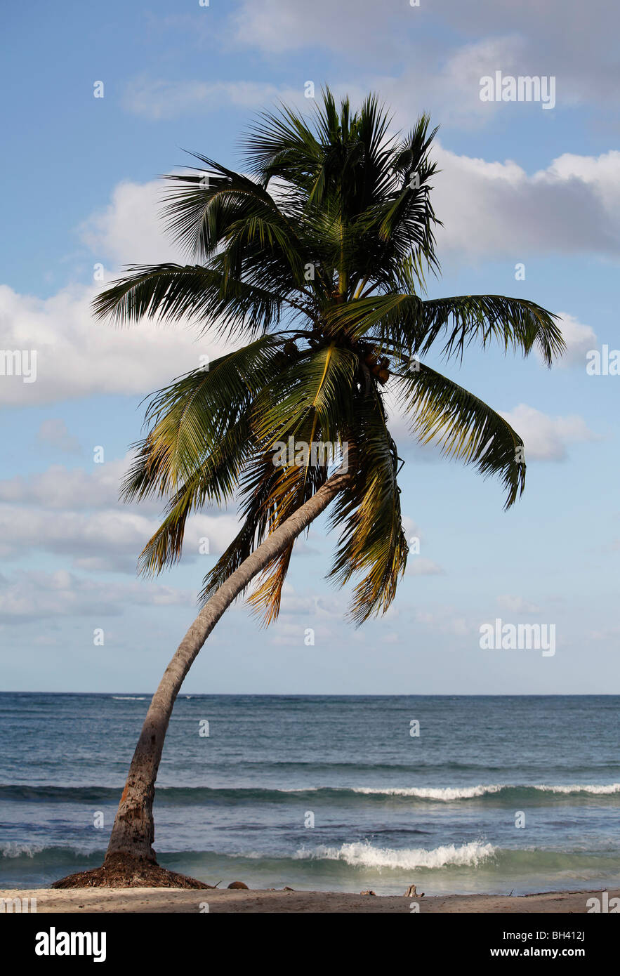 Les palmier, plage, Las Galeras, péninsule de Samana, République Dominicaine Banque D'Images
