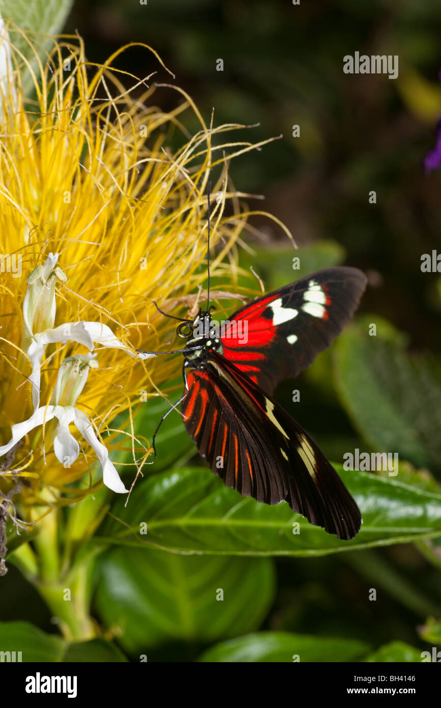 Brush-Footed, Papillon Heliconius Erato Notabilis Banque D'Images