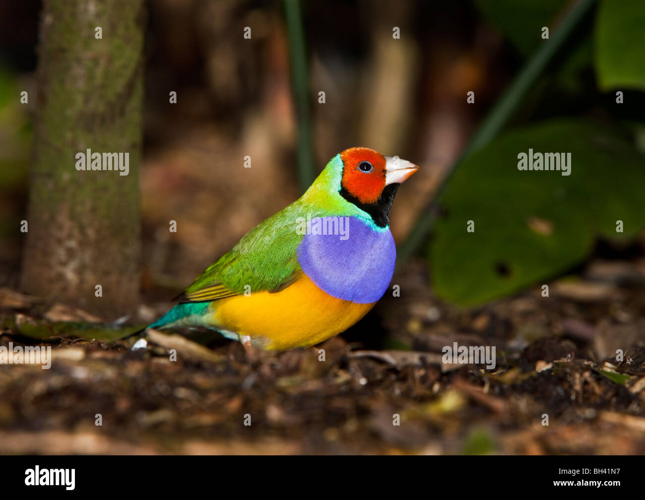 Lady Gouldian Finch une espèce en voie de disparition aussi Gould's Rainbow Finch & Finch Australie Banque D'Images