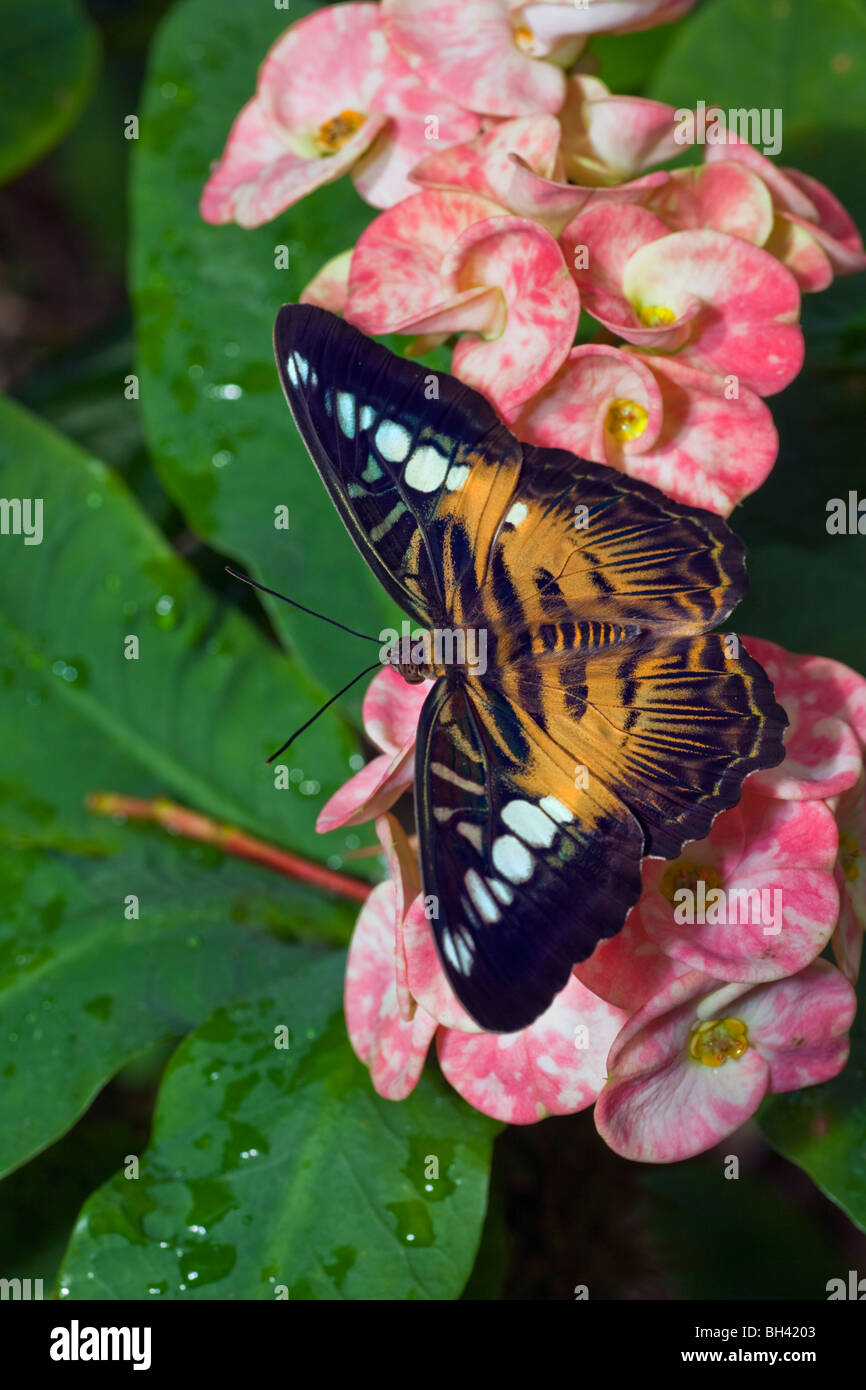 Le Clipper Butterfly, Parthenosm sylvia Banque D'Images
