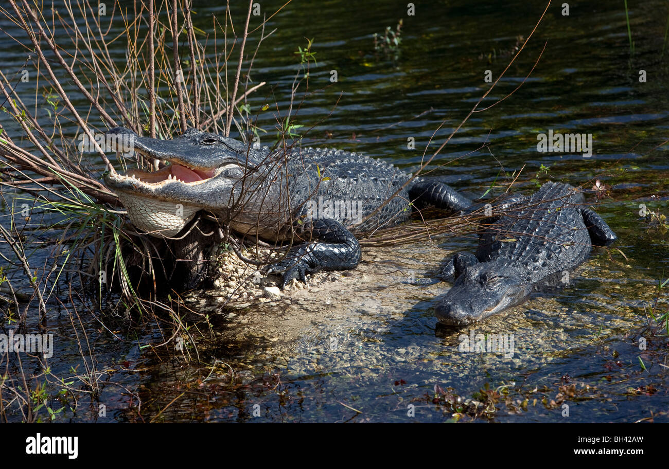 Alligator, le Parc National des Everglades en Floride FL Banque D'Images