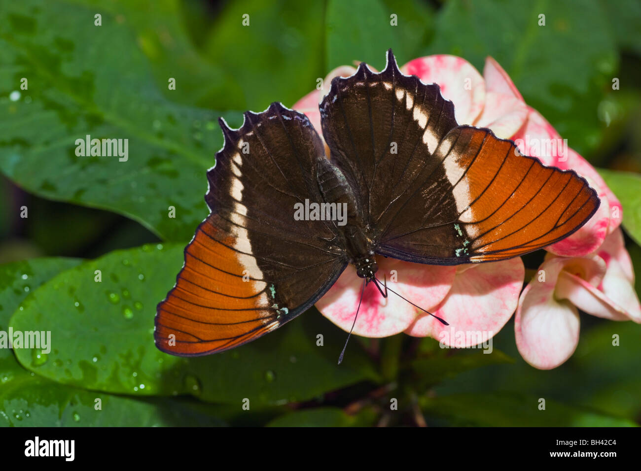Rusty Embout Papillon Siproeta epaphus Page Banque D'Images