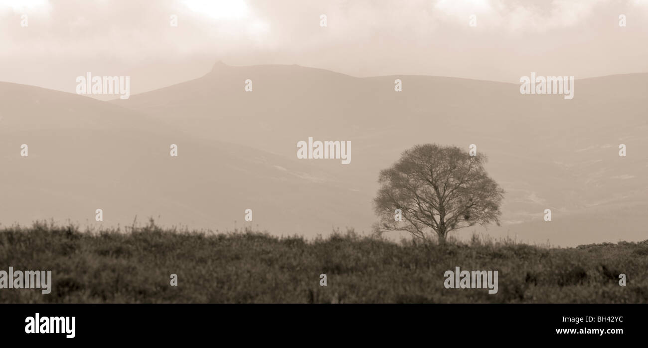 Clachnaben en distance avec l'arbre isolé en premier plan. Banque D'Images