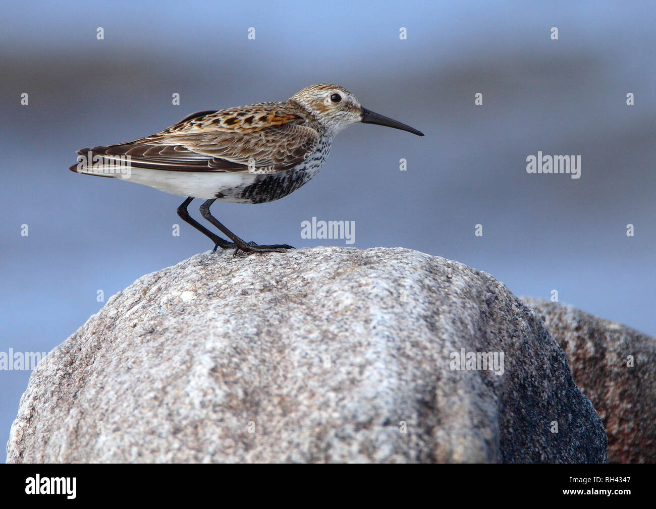 Le Bécasseau variable (Calidris alpina) sur un rocher sur une plage de vent dans la région de South UIst. Banque D'Images