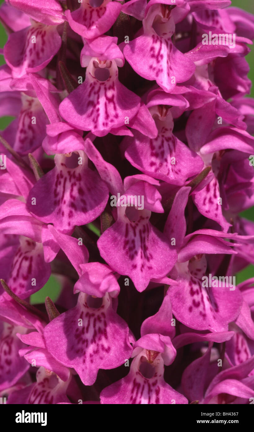 Close up d'orchidée fleur (Dactylorhiza praetermissa). Banque D'Images