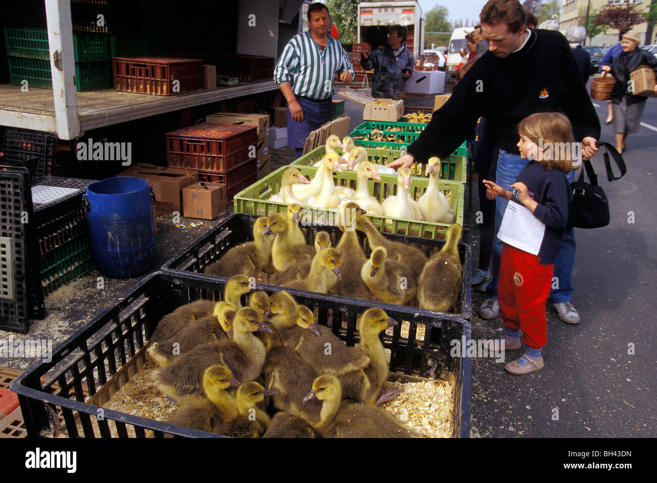 Les canards et les canetons, LE MARCHÉ DE LA VOLAILLE DANS L'AIGLE, ORNE  (61), FRANCE Photo Stock - Alamy