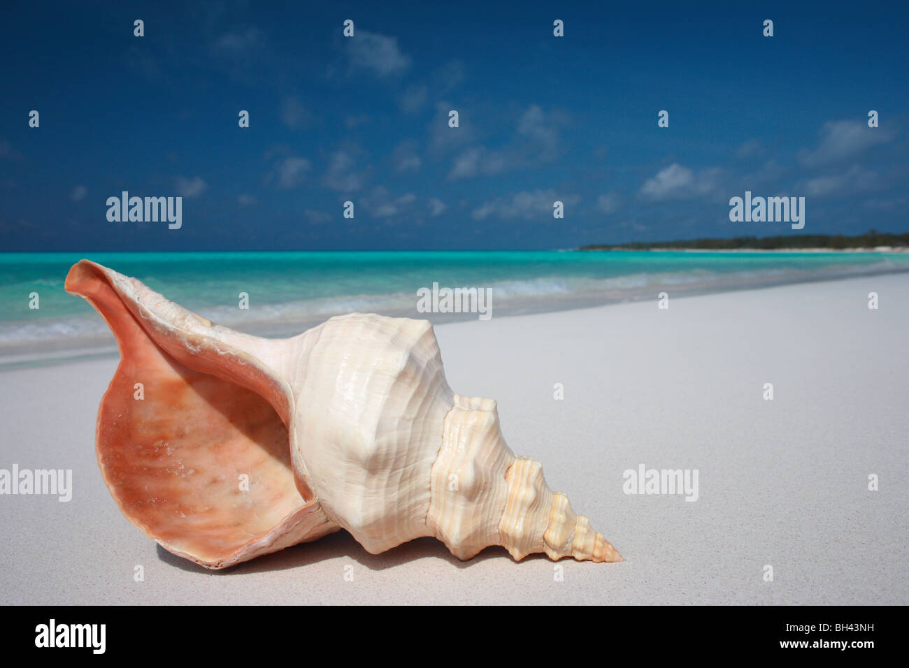 Un seul grand sea shell sur une plage tropicale déserte Banque D'Images
