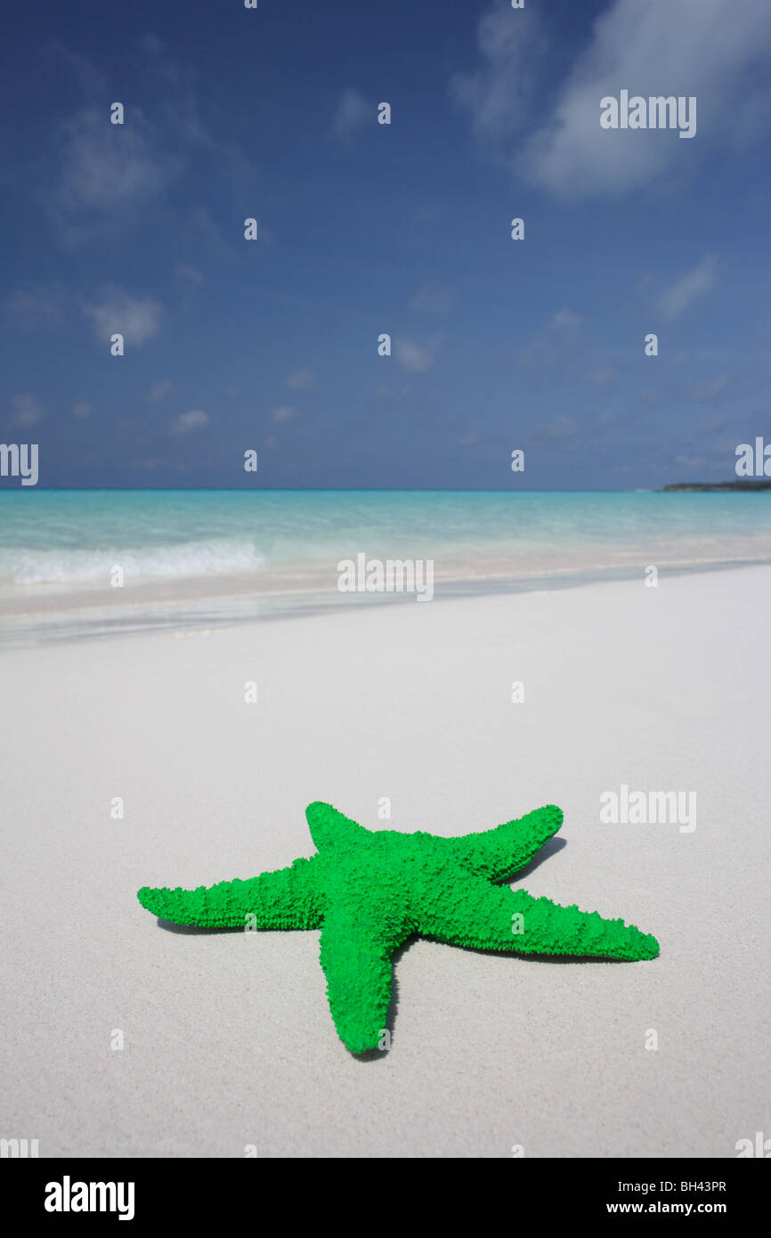 Étoile de mer sur le sable sur une plage tropicale déserte Banque D'Images