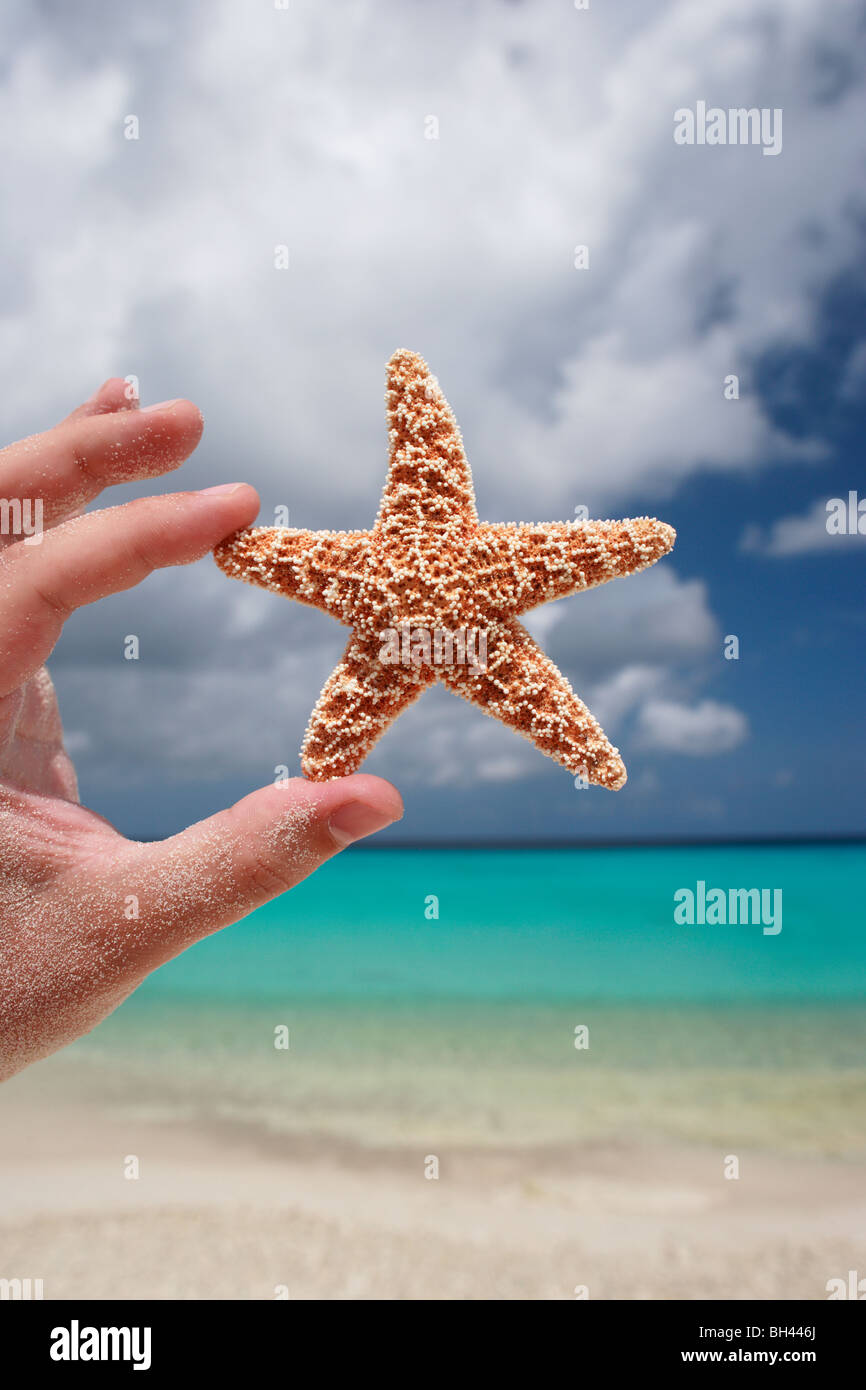 La main d'un homme tenant une petite étoile de mer dans l'air sur une plage tropicale déserte Banque D'Images