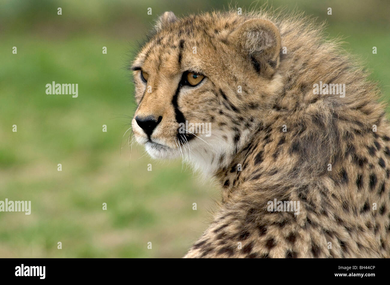 Close up cheetah tête et épaules (Acinonyx jubatus). En captivité. Banque D'Images