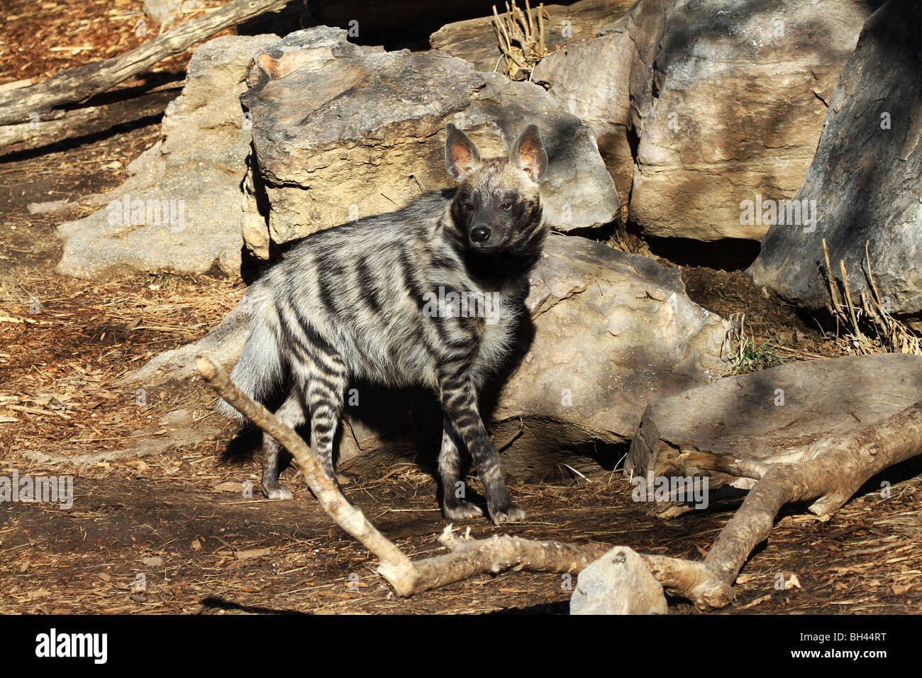 M2-357D, marcher, Hyène rayée Hyaena hyaena, Banque D'Images