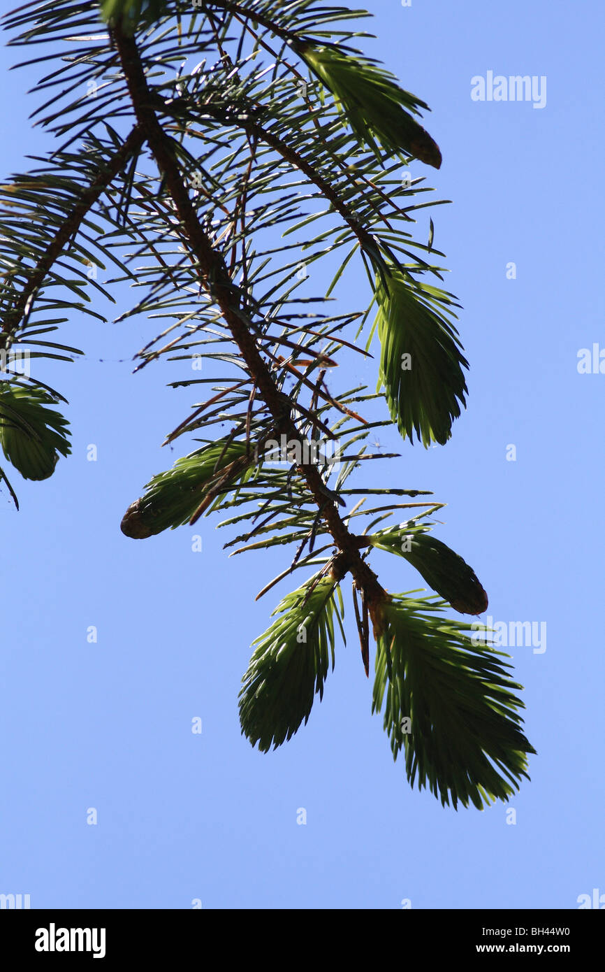 La nouvelle croissance sur le pin sylvestre (Pinus sylvestris). Banque D'Images