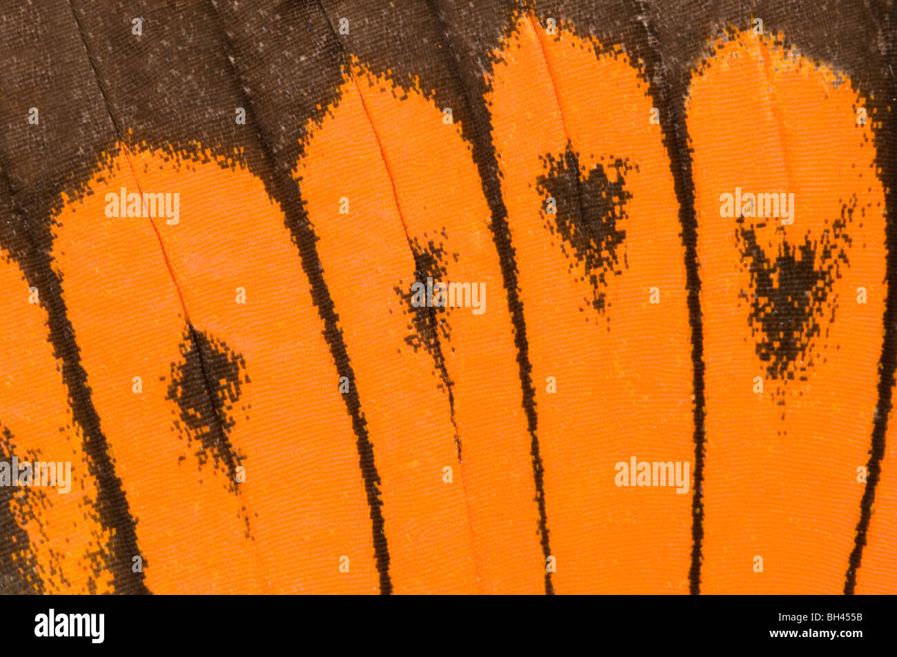 Aile Supérieure de marquages de couleur orange-géant (Hebomia galucippe papillon pointe). Banque D'Images