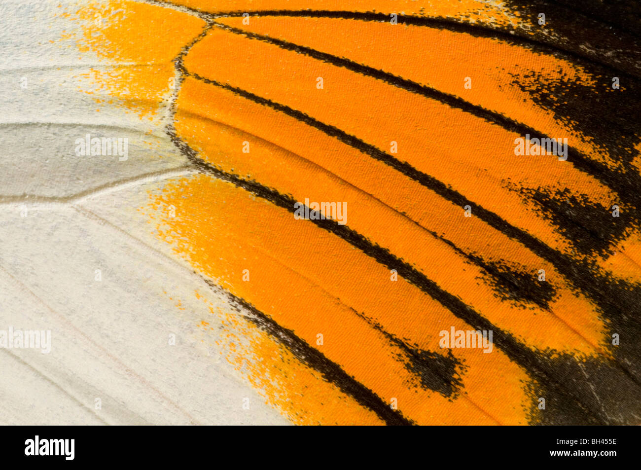 Aile Supérieure de marquages de couleur orange-géant (Hebomia galucippe papillon pointe). Banque D'Images