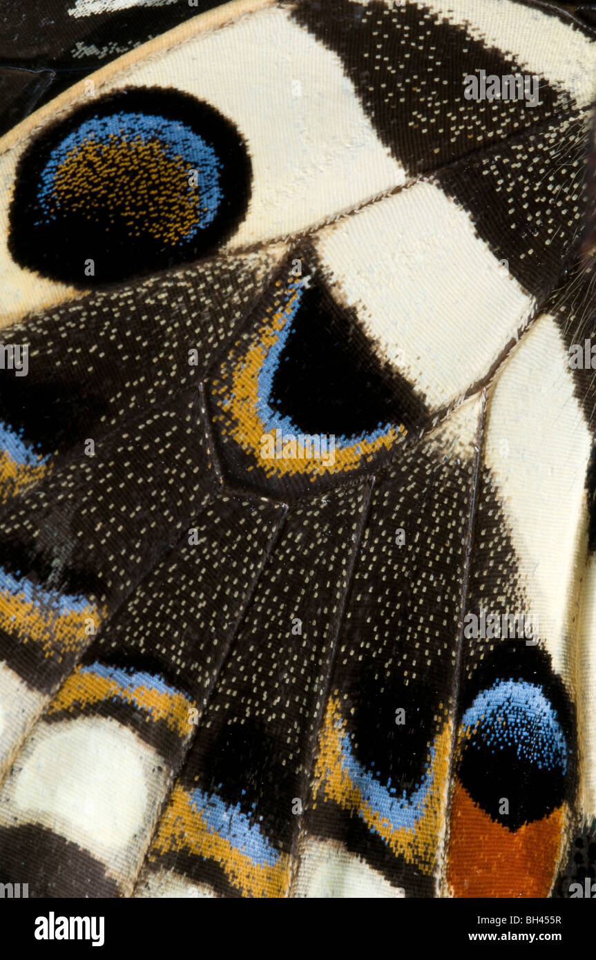 Les marques d'ailes de papillon japonais (Papilio xuthus). Banque D'Images