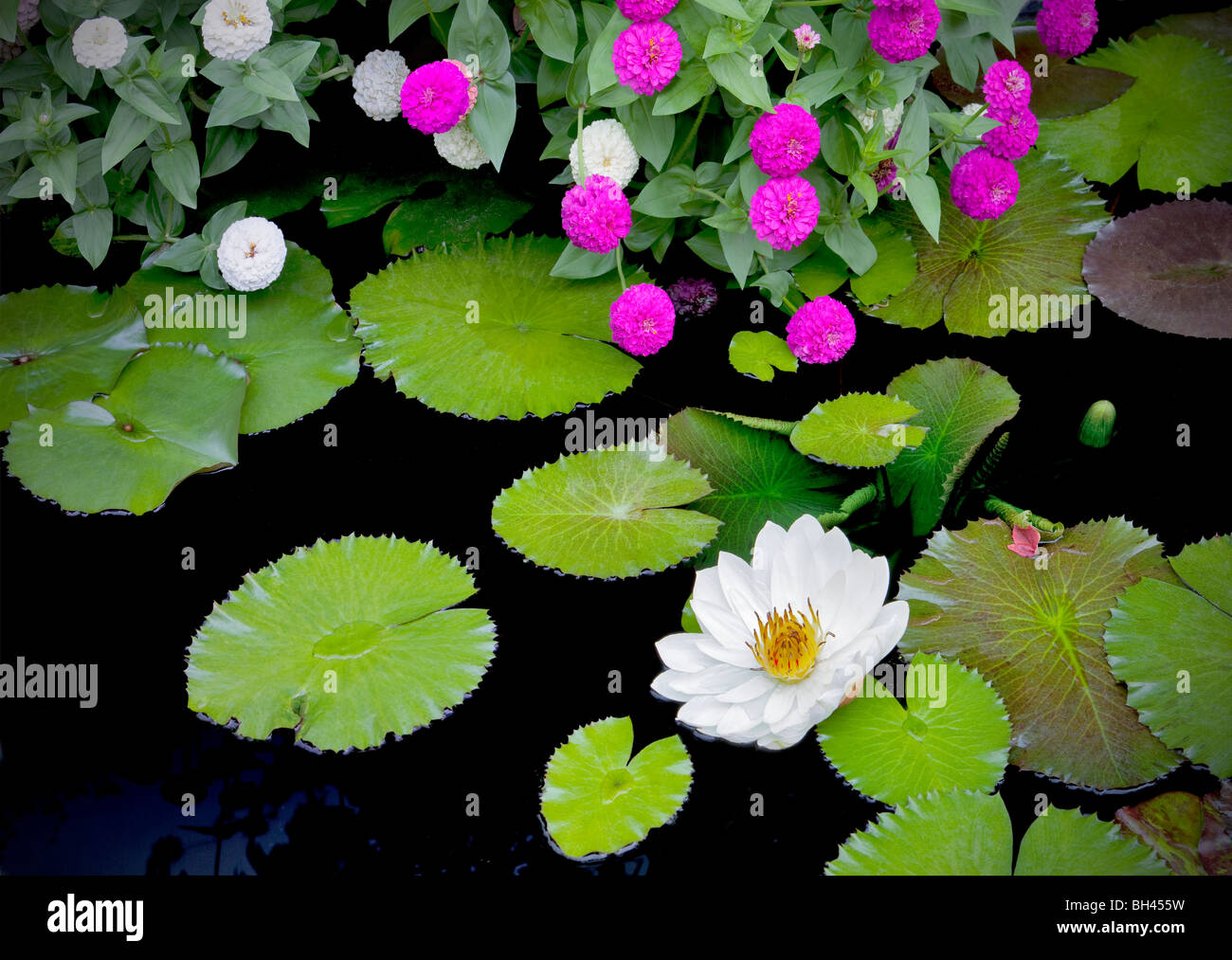 Tropical blanc nénuphar et Les zinnias. Hughes Water Gardens. Oregon Banque D'Images