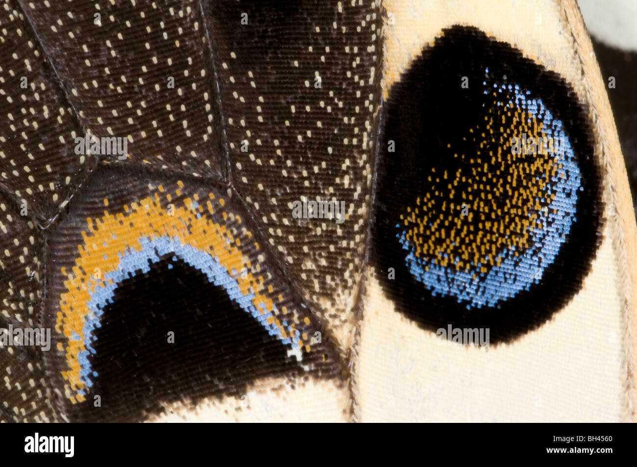 Les marques d'ailes de papillon japonais (Papilio xuthus). Banque D'Images