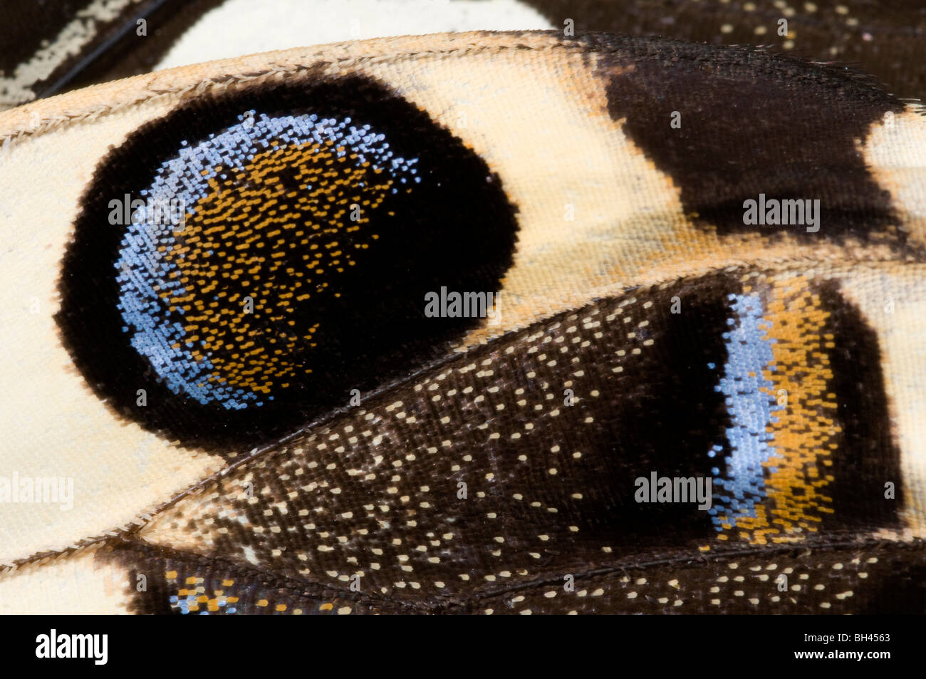 Les marques d'ailes de papillon japonais (Papilio xuthus). Banque D'Images
