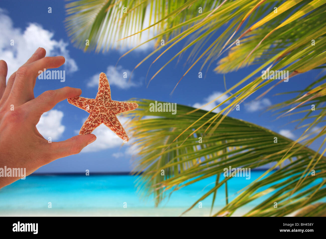 La main d'un homme tenant une petite étoile de mer dans l'air contre palmiers sur une plage tropicale déserte Banque D'Images